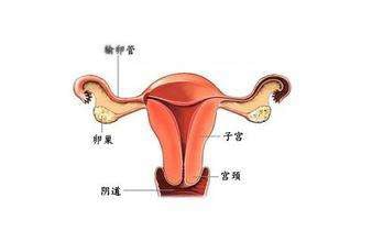臀位能顺产吗
