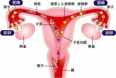药流B超