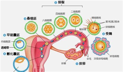 臀位