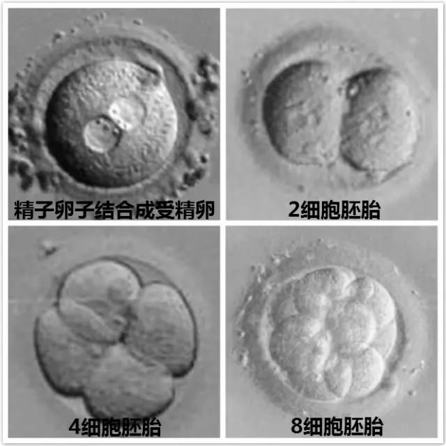 胚胎移植