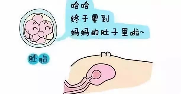排卵期测算